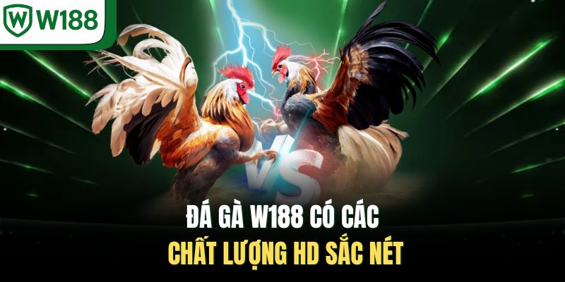 Đá gà W188 có các chất lượng HD sắc nét